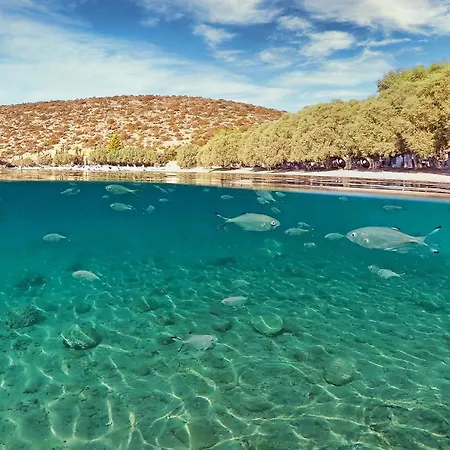 Arilena * Paralia (Voiotia)